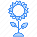 sunflower, flower, nature, plant, blossom, natural, agriculture, spring, background