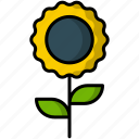 sunflower, flower, nature, plant, blossom, spring, food, gardening, leaf 