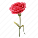 carnation, flower, floral, flora, red flower, blossom