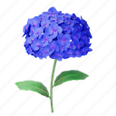 hydrangea, flower, floral, flora, blossom, natural
