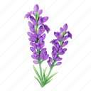 lavender, flower, floral, flora, blossom, natural