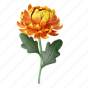chrysanthemum, flower, floral, blossom, natural
