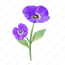 pansy, flower, floral, flora, blossom