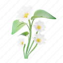 primrose, flower, floral, flora, plant, nature