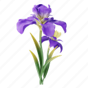 iris, flower, floral, plant