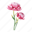 peony, flower, floral, bloom, plant, blossom, decoration 
