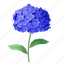 hydrangea, flower, floral, flora, blossom, natural 