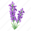 lavender, flower, floral, flora, blossom, natural 