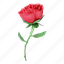 rose, red rose, flower, floral, romance, garden, love, blossom 