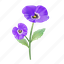 pansy, flower, floral, flora, blossom 