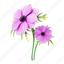 anemone, anemone flower, spring flowers, flower, blossom 