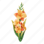 gladiolus, flower, floral, flora, plant, blossom, nature 