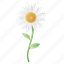 daisy, flower, plant, daisy flower, floral 