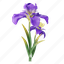 iris, flower, floral, plant 