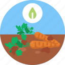 bio, food, agriculture, carrot, farming