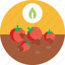 bio, food, agriculture, tomatoes, farm