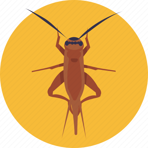 Insects, bugs, cricket, insect icon - Download on Iconfinder