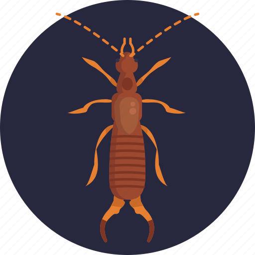 Insects, bugs, earwig, insect icon - Download on Iconfinder
