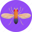 insects, bugs, fruit fly, insect, bug
