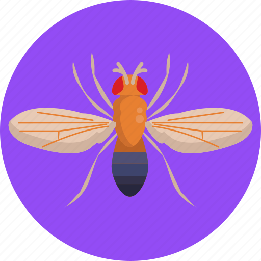 Insects, bugs, fruit fly, insect, bug icon - Download on Iconfinder