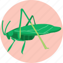 insects, bugs, katydid, insect
