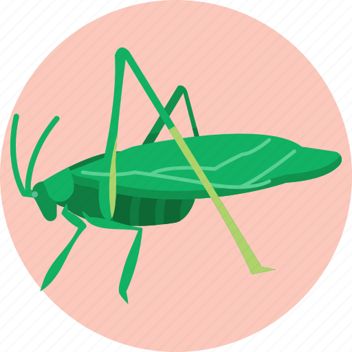 Insects, bugs, katydid, insect icon - Download on Iconfinder