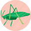 insects, bugs, katydid, insect 
