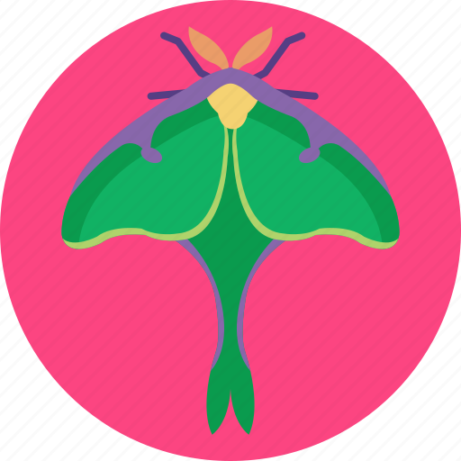 Insects, bugs, luna, moth, insect icon - Download on Iconfinder