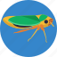 insects, bugs, leafhopper, insect 