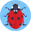 insects, bugs, ladybug, insect 