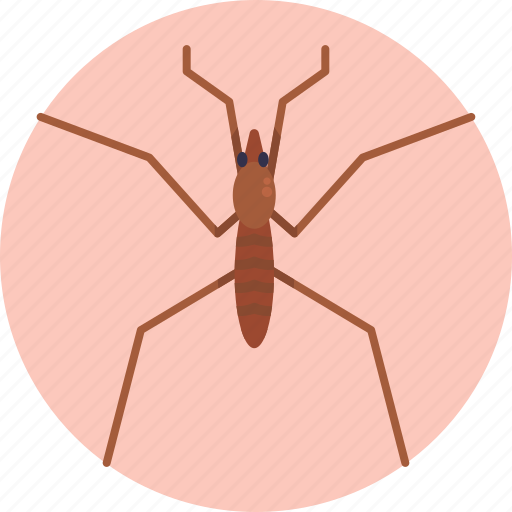 Insects, bugs, pond skater, insect, bug icon - Download on Iconfinder