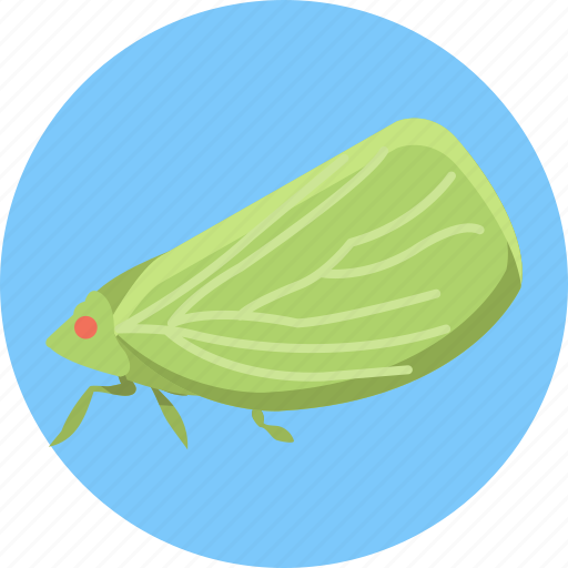 Insects, bugs, planthopper, insect icon - Download on Iconfinder