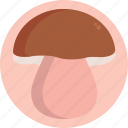 mushrooms, bolete, mushroom, healthy, food, vegetable