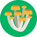 mushrooms, honey fungus, mushroom, healthy, food, vegetable