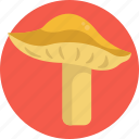 mushrooms, yellow knight, mushroom, healthy, food, vegetable