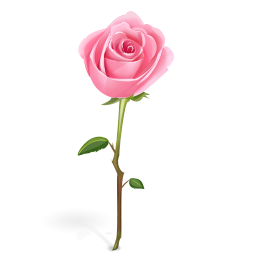 Rose icon - Free download on Iconfinder