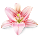 lily_flower_plant.png