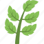 agriculture, branch with leaves, leaf branch, plant, tree branch 