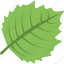 garden leaf, greenery, leaf, planting, tree leaf 