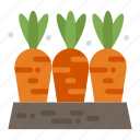 agriculture, carrot, farm, food, vegetable