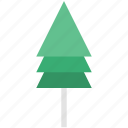 eco, fir tree, forest, greenness, nature, pine tree, tree