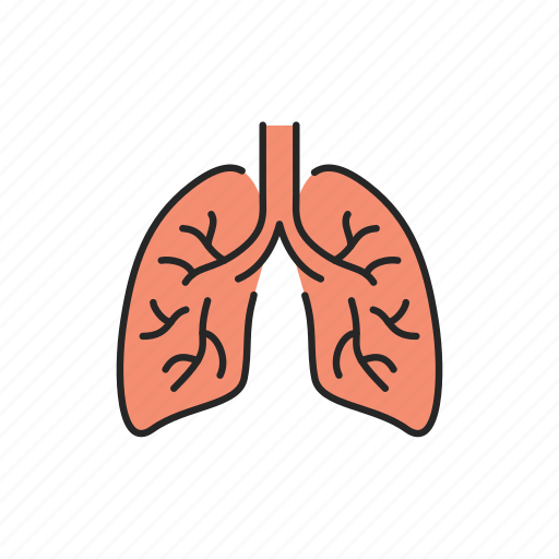 Human, organ, lungs icon - Download on Iconfinder