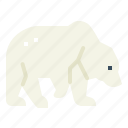 animal, arctic, bear, polar, wildlife