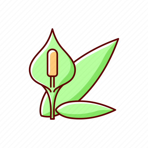 Spathiphyllum, lilly, allergen, houseplant icon - Download on Iconfinder