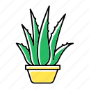 aloe, cactus, flowerpot, houseplant, plant, succulent, vera