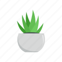 aloe, botany, cactus, green, plant, pot