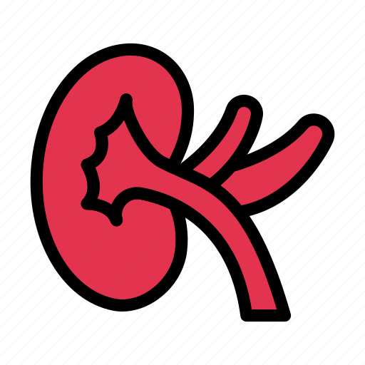 Kidney, body, anatomy, medical, healthcare icon - Download on Iconfinder