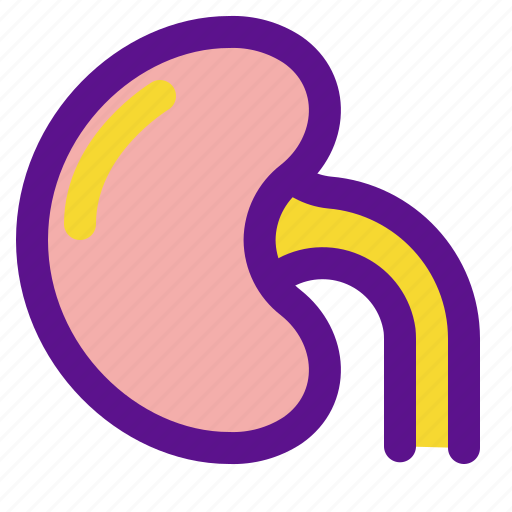 Health, kidney, medicine, organ icon - Download on Iconfinder