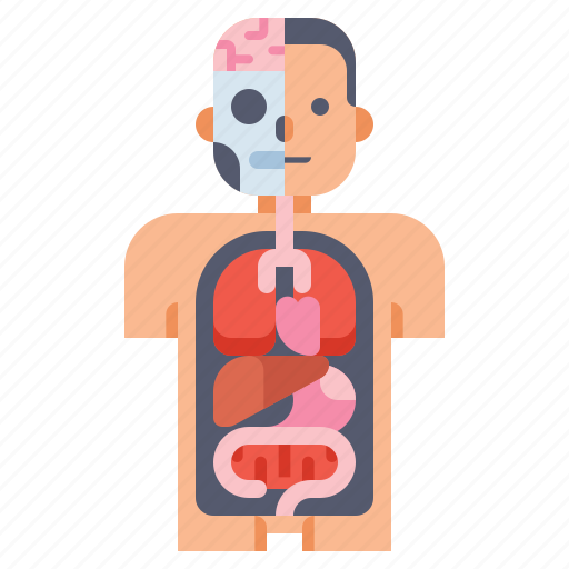 Anatomy, body, health, medical icon - Download on Iconfinder
