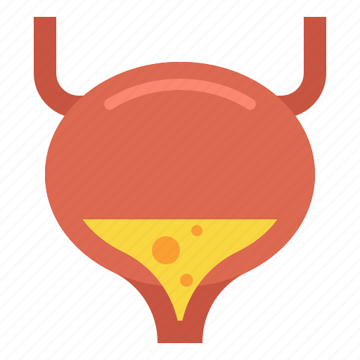 Anatomy, bladder, health, medical icon - Download on Iconfinder